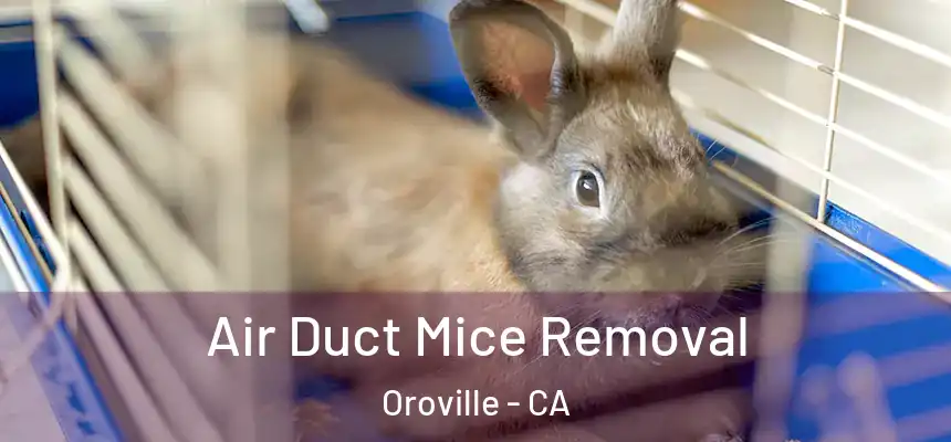  Air Duct Mice Removal Oroville - CA